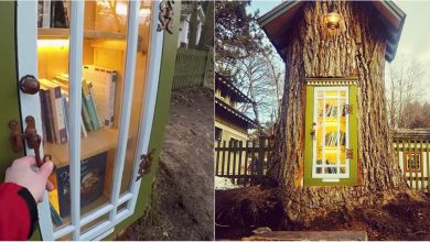 Photo of foto, video | Un arbore bătrân de 110 ani a devenit o bibliotecă de toată frumusețea! Povestea creării acestei „capodopere culturale”