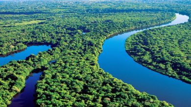 Photo of „Plămânii Pământului” sunt distruși fără milă. Pădurea Amazoniană a pierdut peste 10.000 de kilometri pătrați într-un singur an