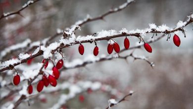 Photo of meteo | Pregătiți ceaiul și așteptați ninsoarea! Primii fulgi ar putea vizita astăzi moldovenii