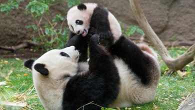 Photo of video | Știai că poți admira ursuleții panda la câteva ore distanță de zbor? Orașele din Europa unde poți vedea aceste pufoșenii