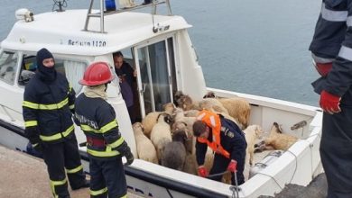 Photo of video | Un vapor cu 16.000 de oi s-a răsturnat la Constanța. Doar 75 de animale au putut fi salvate