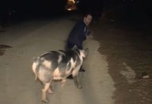 Photo of video | Voia să vorbească la microfon? Un porc a fugărit un jurnalist chiar în timpul unui live