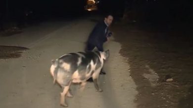 Photo of video | Voia să vorbească la microfon? Un porc a fugărit un jurnalist chiar în timpul unui live