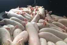 Photo of foto | Un camion care transporta 50 de porci, depistat pe un traseu național. Animalele nu aveau certificat sanitar-veterinar