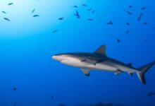 Photo of foto | Devine tot mai grav! Pe măsură ce temperatura crește – oceanele rămân fără oxigen