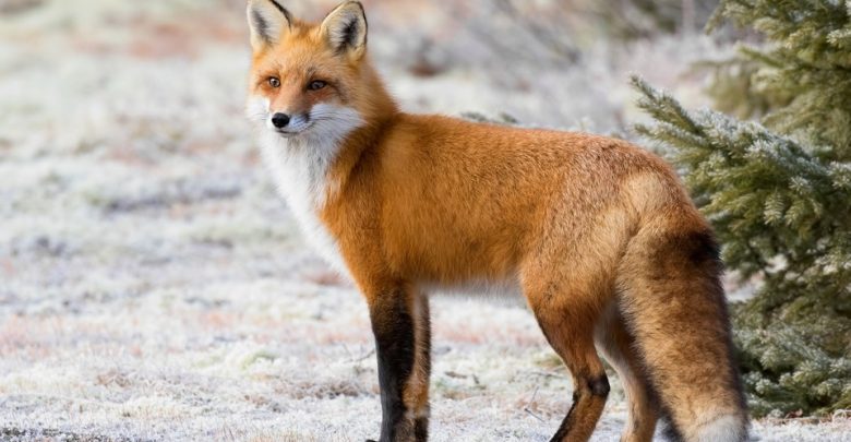 Photo of video | Fură găini, mănâncă pere și nu se tem de câini. În căutarea hranei, vulpile ies din păduri și se apropie de casele oamenilor