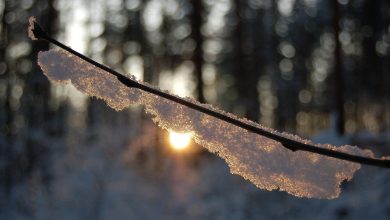 Photo of meteo | Iarna „a dezbrăcat” cojocul? Vezi temperaturile cu care ne va surprinde anotimpul alb în această săptămână