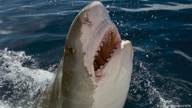 Photo of video | Momentul când rămăşiţe umane sunt descoperite în stomacul unui rechin, capturat în Oceanul Indian