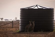 Photo of Sunt atât de disperați? În timpul secetei, oamenii din Australia au ajuns să fure apă