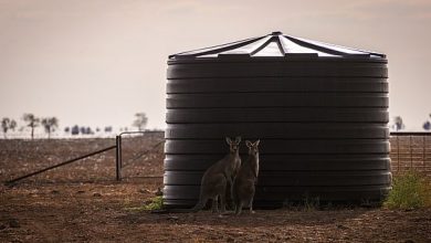 Photo of Sunt atât de disperați? În timpul secetei, oamenii din Australia au ajuns să fure apă