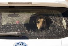 Photo of Veterinarii din Chișinău vor învăța de la colegii ucraineni cele mai bune practici de prindere și sterilizare a maidanezilor