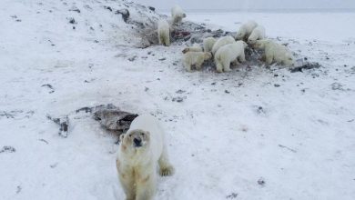 Photo of foto, video | Au flămânzit și se plimbă prin sat în căutarea hranei. Urșii polari au invadat o localitate din nordul Rusiei