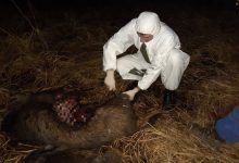 Photo of foto | Zece mistreți morți, depistați în „Pădurea Domnească”. ANSA a înregistrat un nou focar de pestă porcină