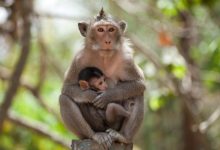Photo of Astăzi este Ziua Maimuței! 10 curiozități despre animalele care înțeleg cifrele și pot număra