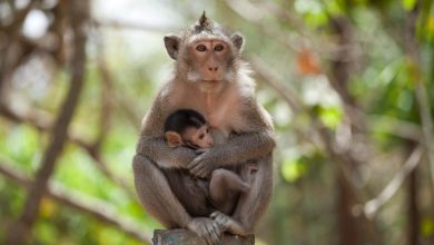 Photo of Astăzi este Ziua Maimuței! 10 curiozități despre animalele care înțeleg cifrele și pot număra