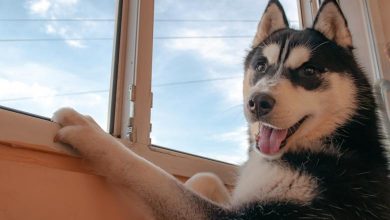 Photo of „Singur acasă”, într-o altă variantă. Ce a făcut un câine husky într-o locuință din Marea Britanie?