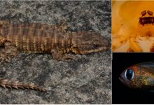 Photo of foto | S-au ascuns în peșteri întunecate sau în adâncul mării. Peste 70 de specii de reptile, păianjeni și pești, descoperite de cercetători în 2019