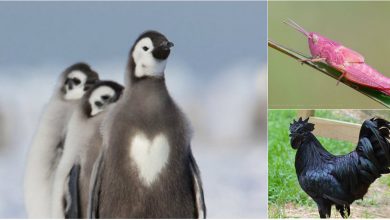 Photo of foto | Pinguini cu inimioară, greierași roz și zebră albinos: 10 vietăți care arată diferit de prietenii lor din lumea animală