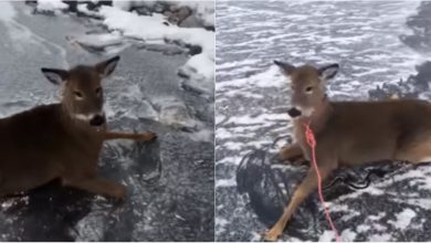 Photo of video | A riscat cu propria viață pentru a salva trei căprioare. Un bărbat a mers pe gheață subțire pentru a aduce la mal animalele blocate în mijlocul unui lac
