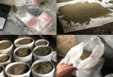 Photo of video | Și-ar fi transformat grădina în plantație de cânepă. Cinci bărbați, reținuți pentru cultivarea și comercializarea drogurilor