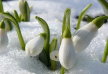 Photo of foto, video | Copaci înmuguriți, ghiocei înfloriți și zăpadă de vânzare. La Moscova a venit primăvara în ajun de Revelion