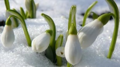 Photo of foto, video | Copaci înmuguriți, ghiocei înfloriți și zăpadă de vânzare. La Moscova a venit primăvara în ajun de Revelion