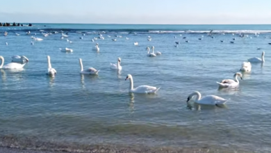 Photo of video | Se ascund de frig și îngheț. Lebedele „au pus stăpânire” pe o parte din litoralul românesc