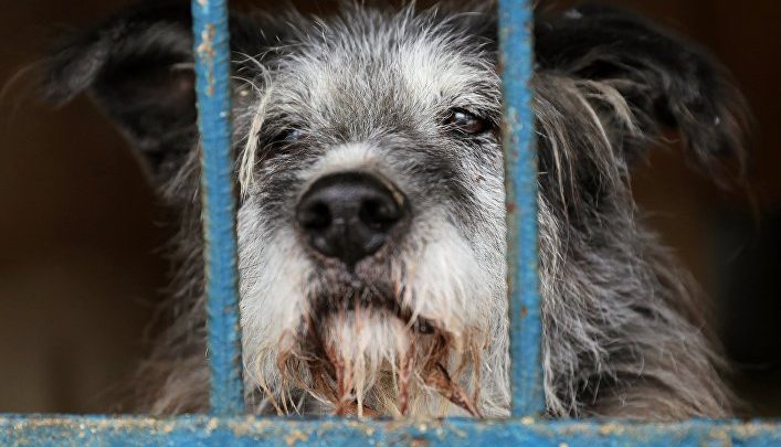 Photo of În capitală vor fi amenajate voliere temporare pentru animalele fără stăpân