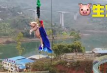 Photo of video | SpiderPig în acțiune! Un porc a fost „obligat” să facă bungee jumping la un parc tematic din China