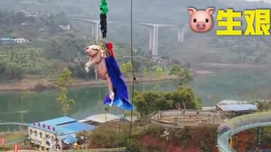 Photo of video | SpiderPig în acțiune! Un porc a fost „obligat” să facă bungee jumping la un parc tematic din China