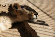 Photo of foto | Imagini care te vor lăsa fără cuvinte. Cinci lei, surprinși cum suferă de foame, în cuști, într-o grădină zoologică