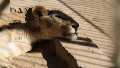 Photo of foto | Imagini care te vor lăsa fără cuvinte. Cinci lei, surprinși cum suferă de foame, în cuști, într-o grădină zoologică