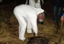Photo of Peste 30 de mistreți au fost găsiți morți în rezervația naturală „Pădurea Domnească”. Cum explică ANSA?