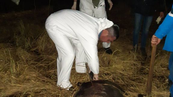 Photo of Peste 30 de mistreți au fost găsiți morți în rezervația naturală „Pădurea Domnească”. Cum explică ANSA?