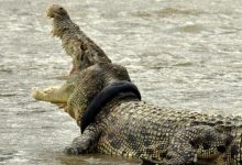 Photo of A supraviețuit cutremurelor și tsunamiurilor, dar nu poate scăpa de o anvelopă. Un crocodil trăiește de cel puțin patru ani cu un cauciuc în jurul gâtului