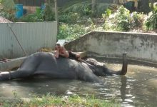 Photo of video | Îngrijitorii unui templu, surprinși cum bat cu bestialitate un elefant. Animăluțul a fost filmat în timp ce „plângea” de durere