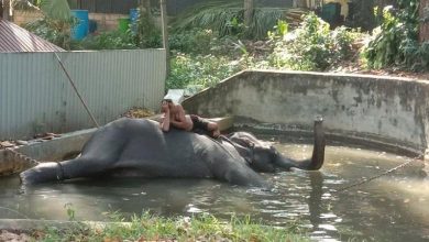 Photo of video | Îngrijitorii unui templu, surprinși cum bat cu bestialitate un elefant. Animăluțul a fost filmat în timp ce „plângea” de durere