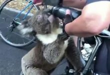 Photo of Un koala însetat s-a cățărat pe bicicleta unui turist pentru a-i cere apă. Acesta nu a plecat până nu „a dat gata” toate rezervele de lichid