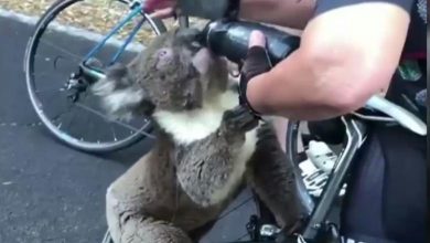 Photo of Un koala însetat s-a cățărat pe bicicleta unui turist pentru a-i cere apă. Acesta nu a plecat până nu „a dat gata” toate rezervele de lichid