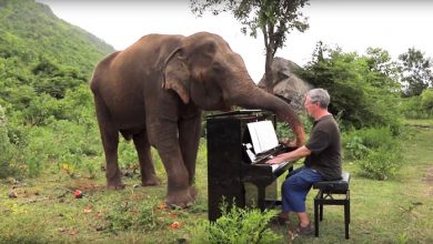 Photo of foto, video | Mișcările grațioase ale unui elefant nevăzător. Acesta preferă melodiile clasice interpretate la pian și la fluier