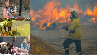 Photo of foto | Adevărații eroi ai Australiei: Pompierii luptă necontenit, un tânăr salvează zeci de koala, iar unele vedete fac donații