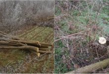 Photo of foto | Au tăiat ilegal peste 100 de arbori din specia Salcâm Alb. Ce pedeapsă au primit trei bărbați din Leova pentru prejudiciul cauzat mediului?