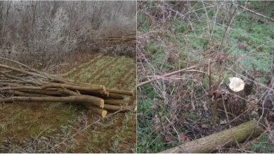 Photo of foto | Au tăiat ilegal peste 100 de arbori din specia Salcâm Alb. Ce pedeapsă au primit trei bărbați din Leova pentru prejudiciul cauzat mediului?