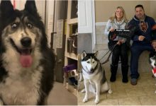 Photo of foto | Defectul pe care îl are a lăsat-o fără stăpân, dar a făcut-o celebră. O cățelușă Husky a cucerit internetul cu privirea sa