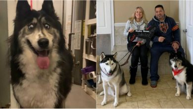 Photo of foto | Defectul pe care îl are a lăsat-o fără stăpân, dar a făcut-o celebră. O cățelușă Husky a cucerit internetul cu privirea sa