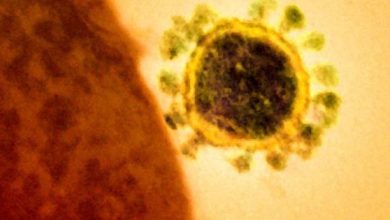 Photo of Cercetătorii din Australia au creat un nou tip de coronavirus în laborator: „Este o reușită semnificativă”