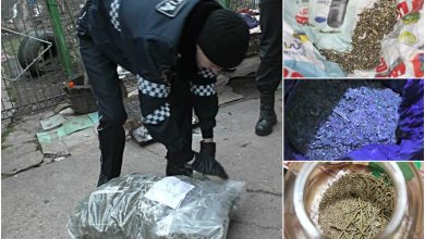 Photo of Percheziții la Criuleni în locuințele unor bărbați suspectați de comercializarea drogurilor. Polițiștii au confiscat trei kg de marijuană