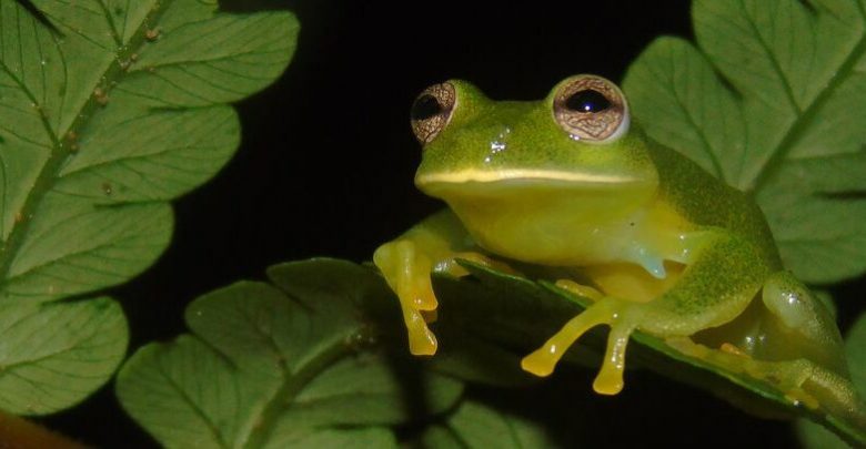 Photo of foto | Trei „broaște de sticlă” au fost observate pentru prima dată după 18 ani. Cum arată și de ce sunt supranumite astfel?