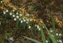 Photo of video | Iarna bucură moldovenii cu… ghiocei. În grădina unei femei din Ocnița au înflorit „vestitorii primăverii”