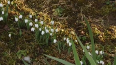 Photo of video | Iarna bucură moldovenii cu… ghiocei. În grădina unei femei din Ocnița au înflorit „vestitorii primăverii”